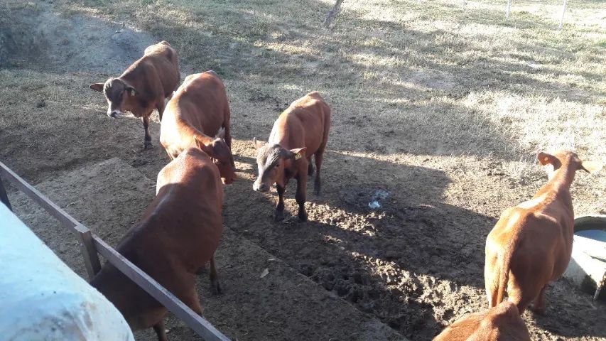 Tourinhos e novilhotas da raça senepol - Foto 2