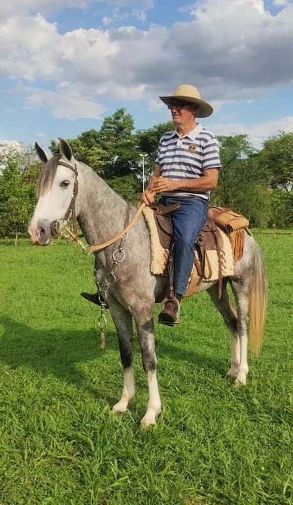 DISPONÍVEL | Cavalo tordilho calçado, 5 anos 