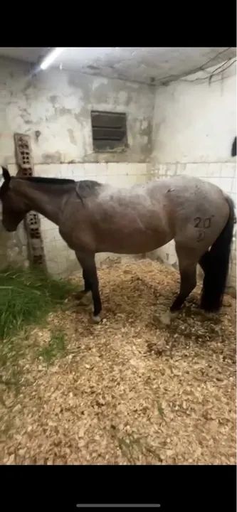 Rosilha Moura, top, documentada!