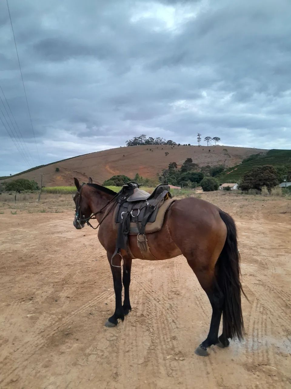 Egua macha batida  - Foto 2