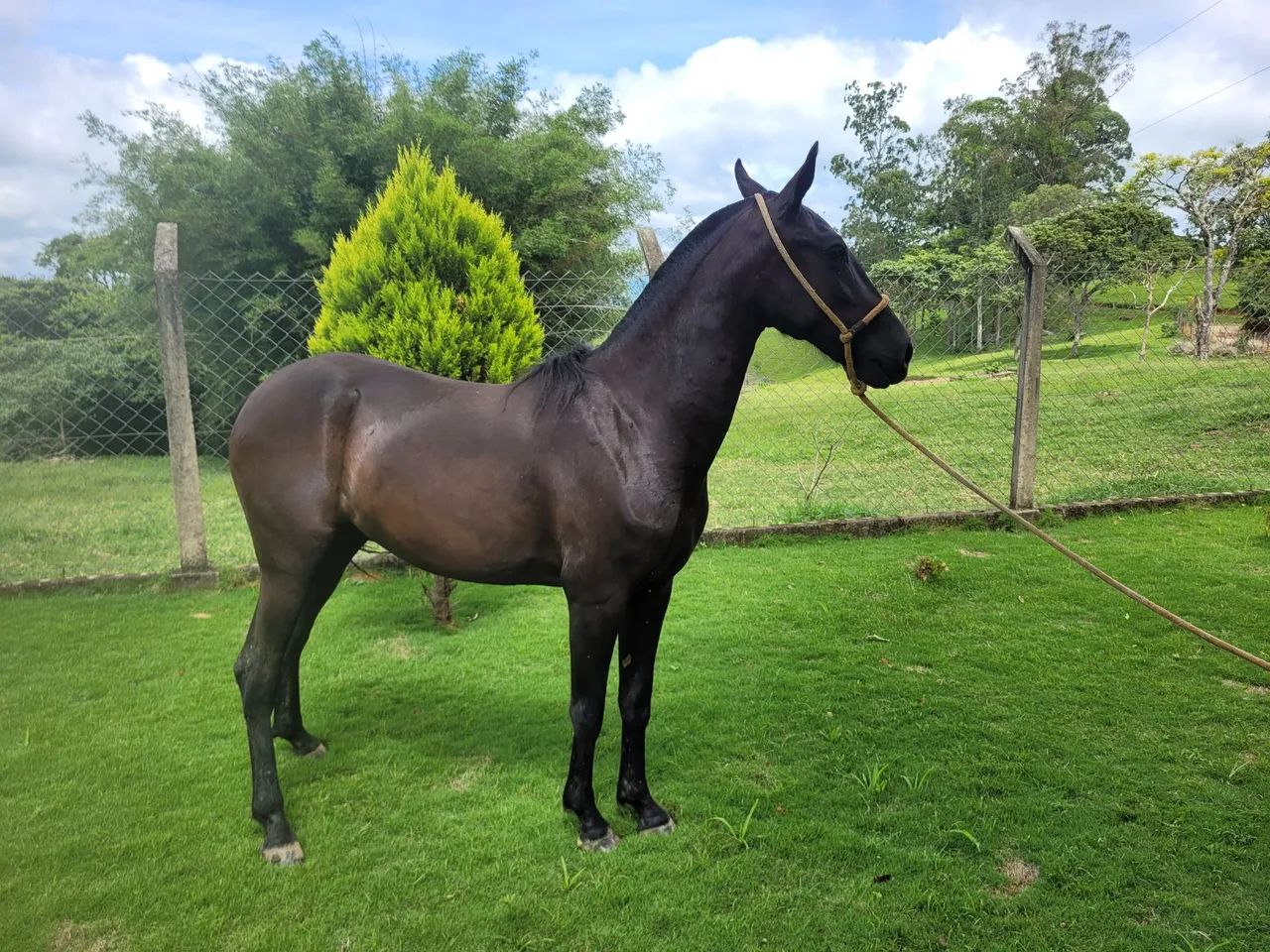 Potra negra  - Foto 3