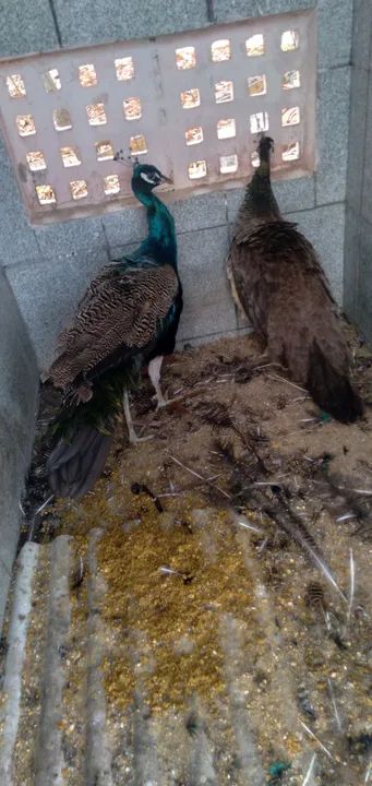 Venda de Pavões 
