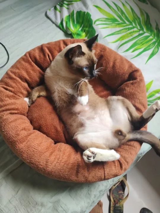 Cama Pet Confortável