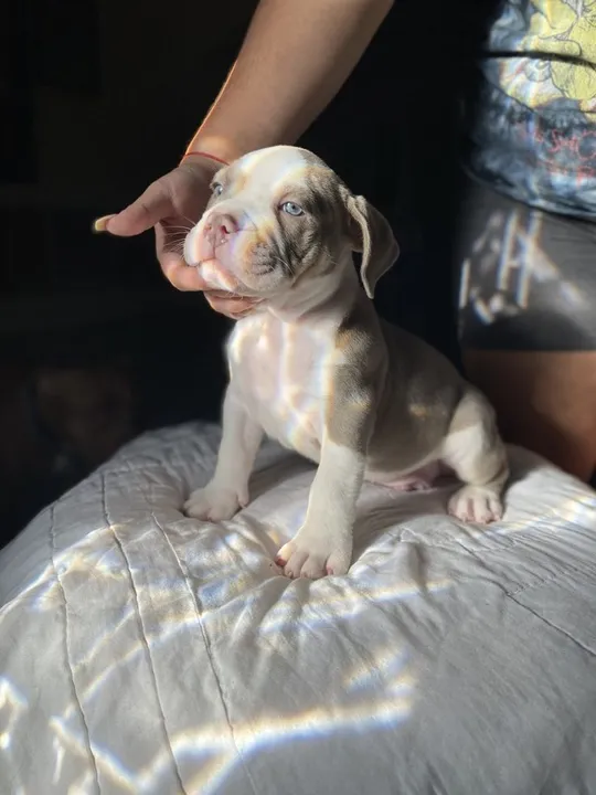 Filhote de Pitbull vai te alegrar só de ouvir o som das patas