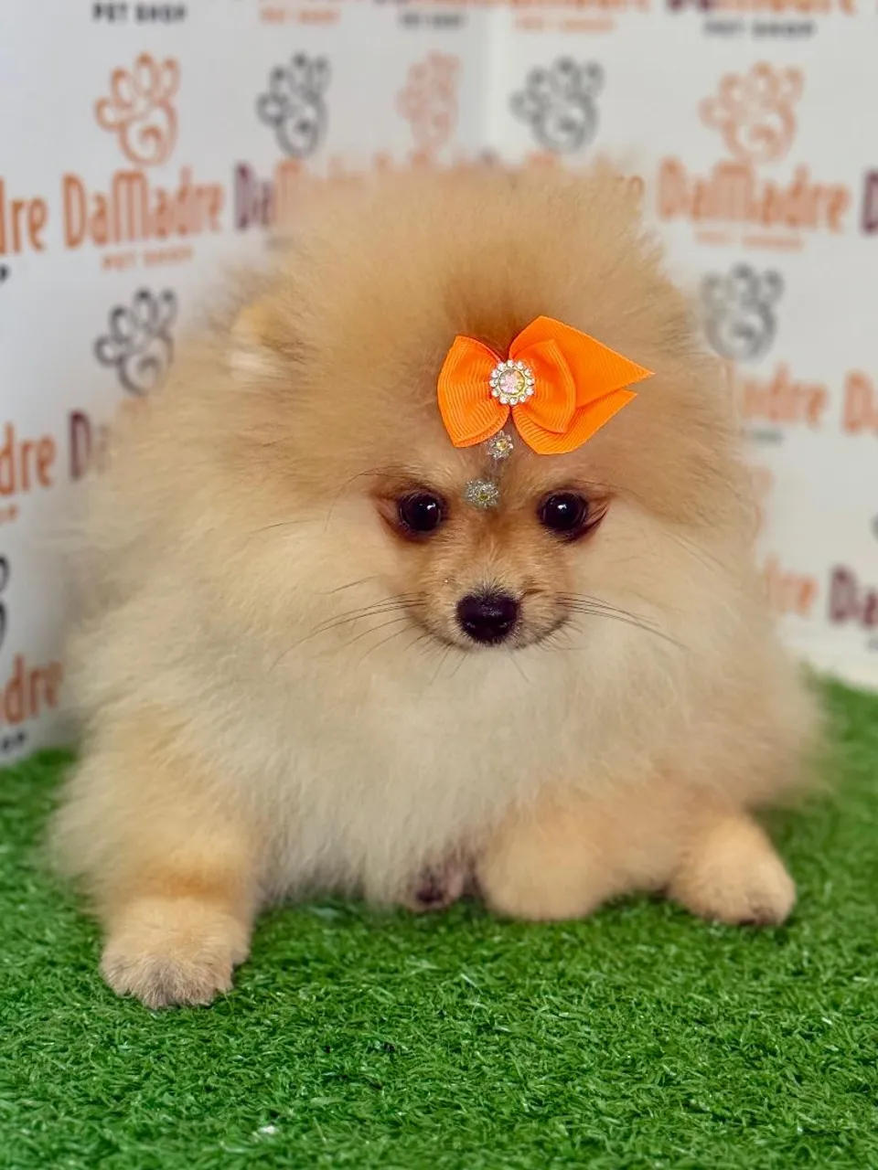 Filhote de Spitz Alemão - Fofo e Charmoso!