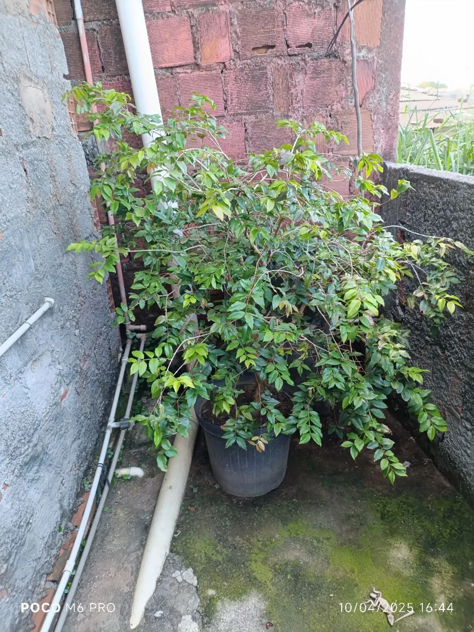 Planta exuberante em vaso - Jardim em casa