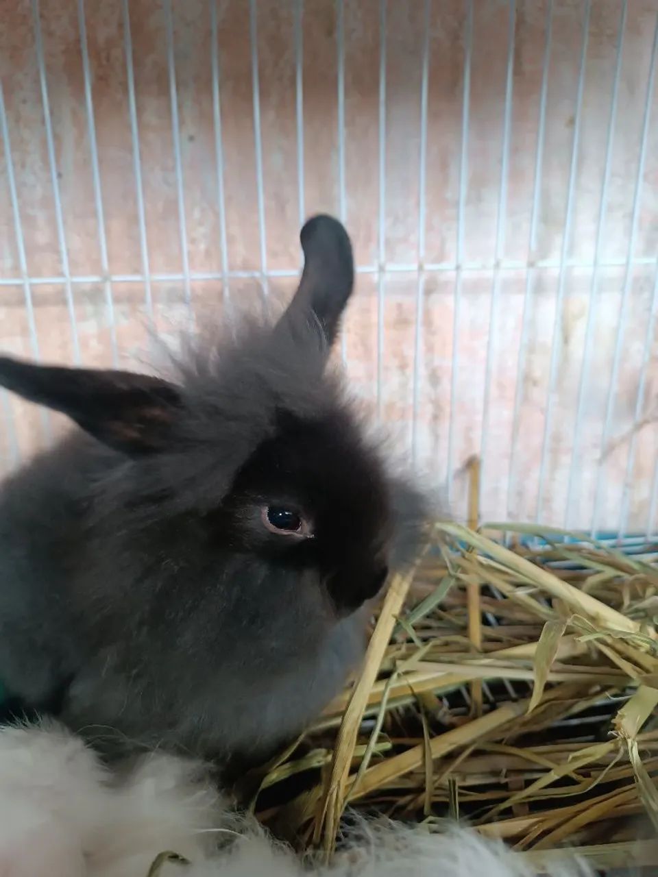 Filhotes de Head Lion (Coelho)