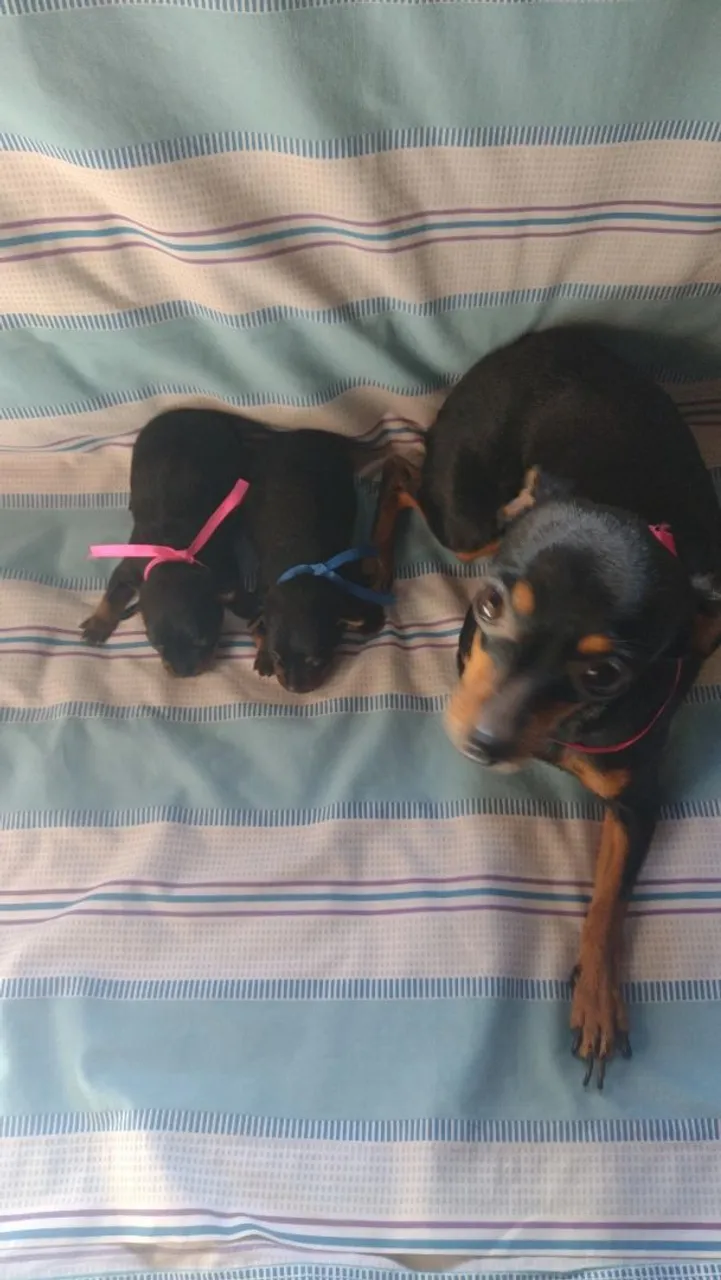 Filhotes de Pinscher