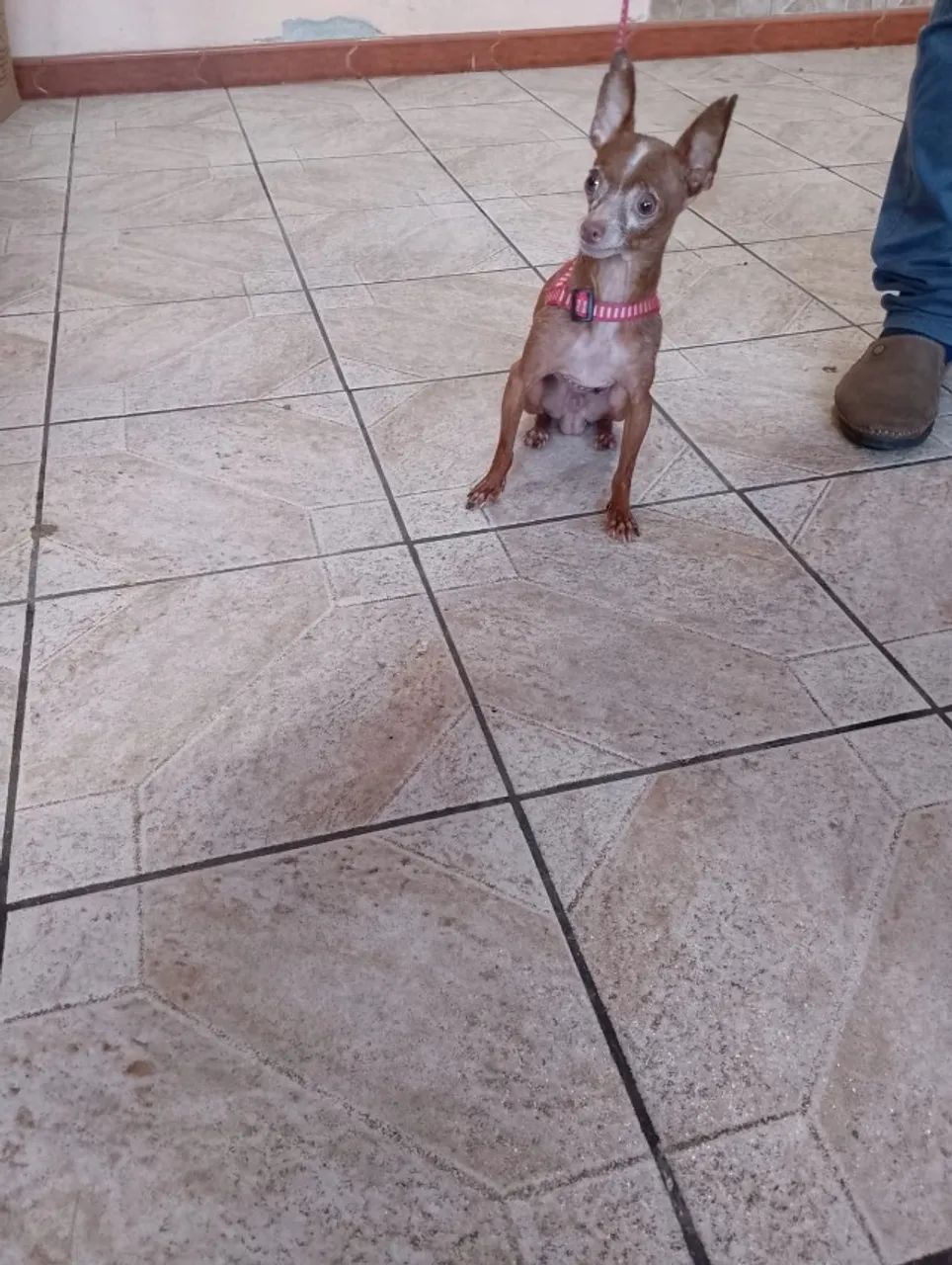 Pinscher Macho - Foto 3