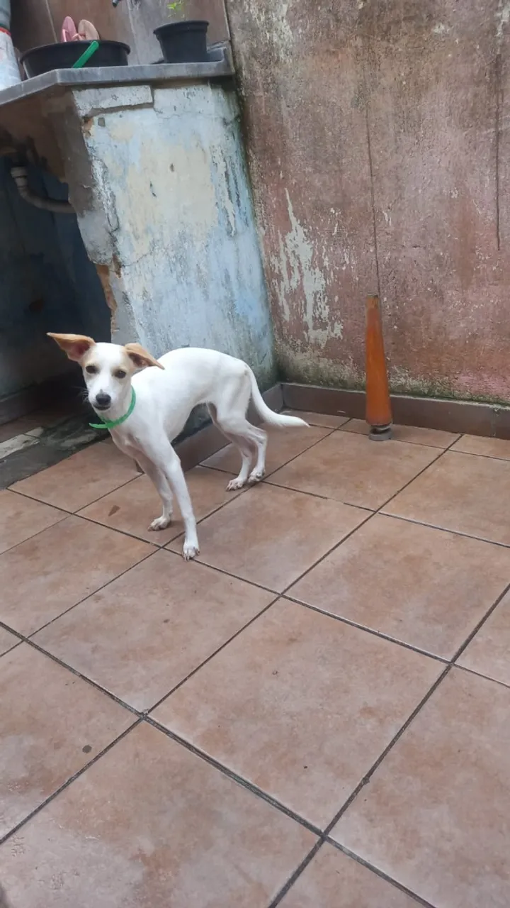 Cadelinha jovem pra adoção