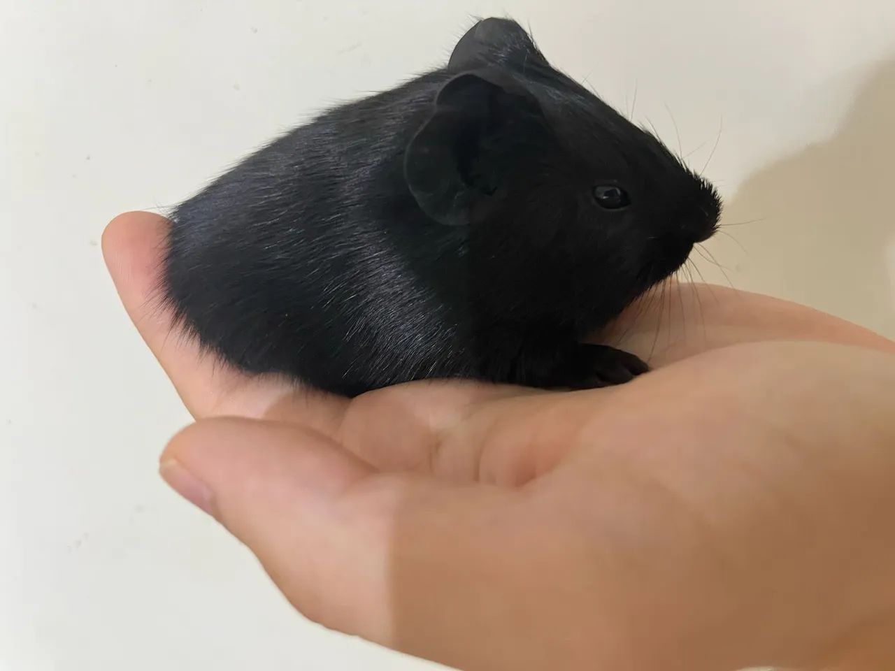 Filhote de porquinhos da Índia  - Foto 5