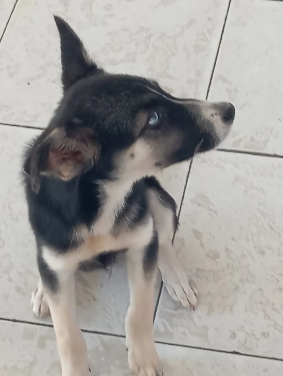 Filhote Husky com olhos azuis