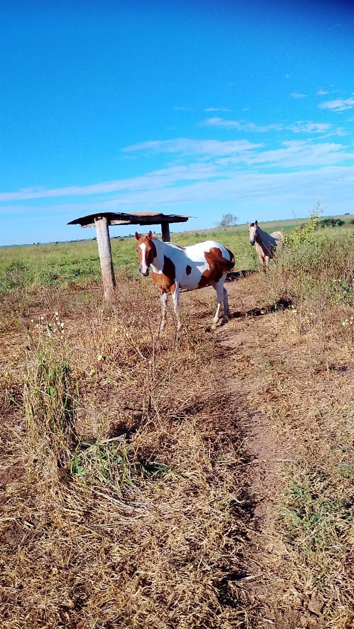 Cavalos para venda interessados! Vai areado.