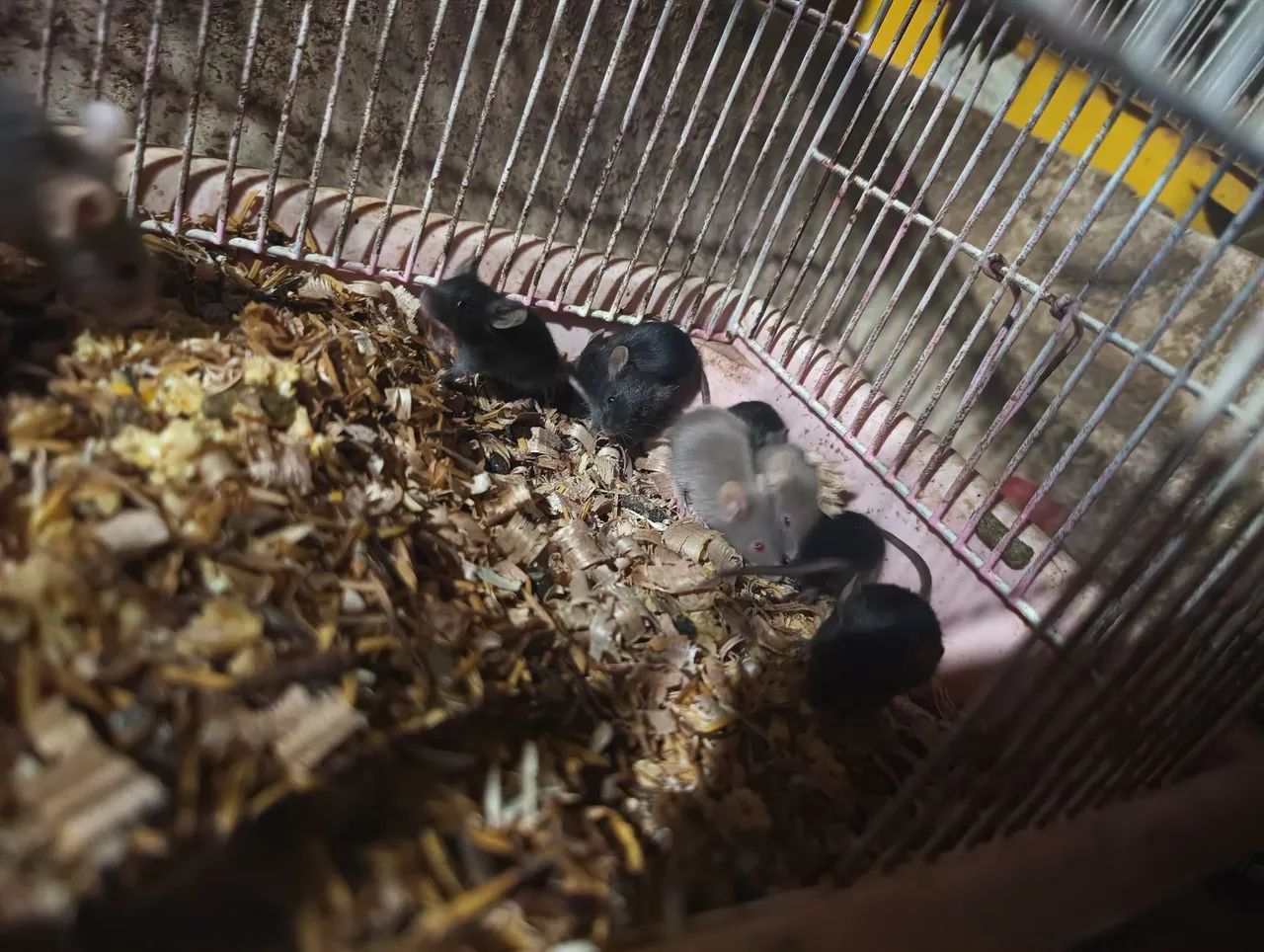 Filhote de camundongos 