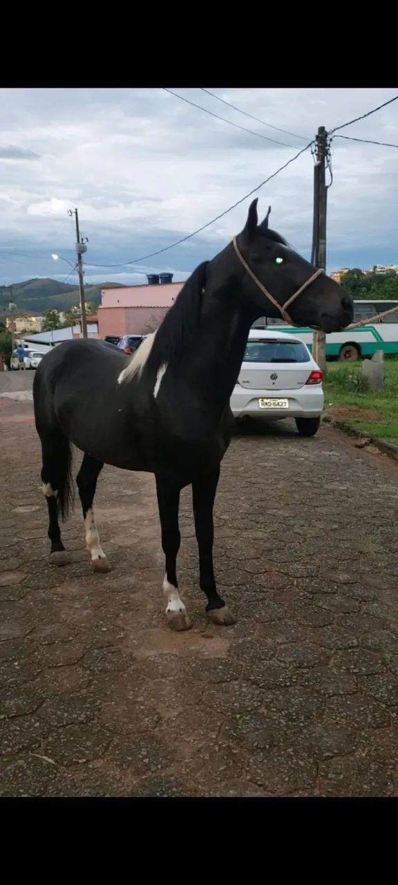 Garanhão MM preto pampa registrado - Foto 3