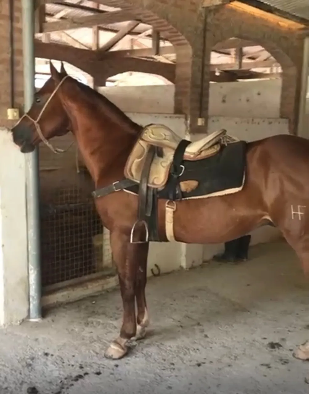 Cavalo quarto de milha com arreio 
