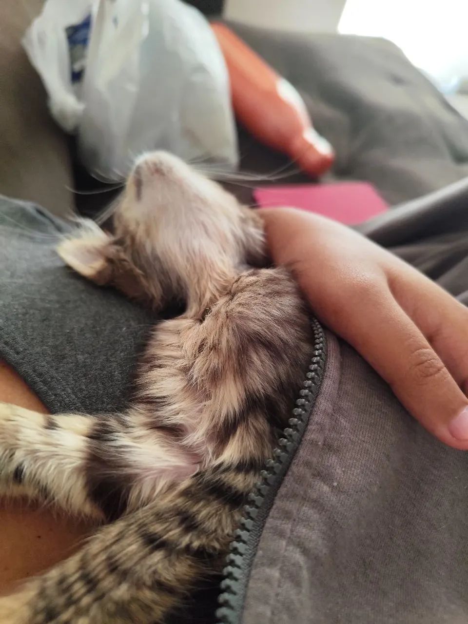 Doação gata filhote  - Foto 2