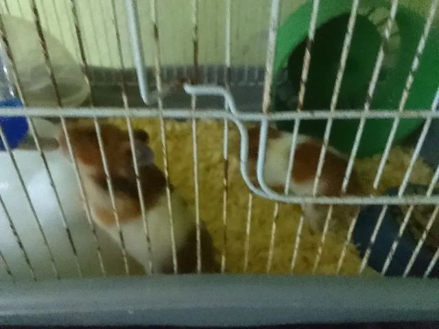 Hamster  - Foto 2
