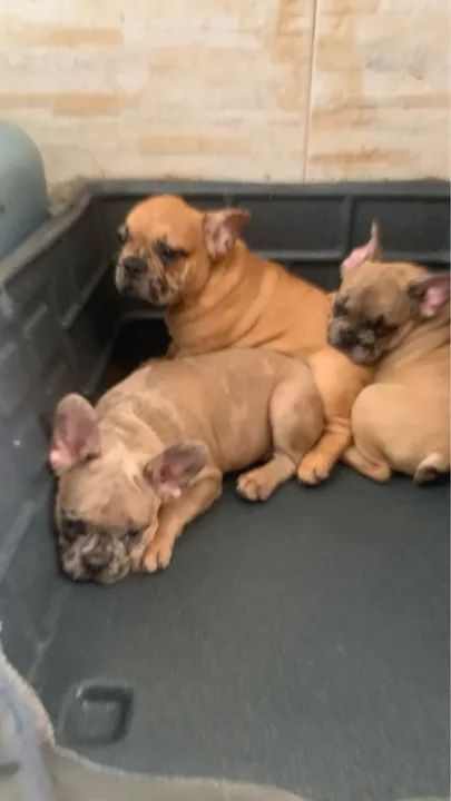Filhotes de Bulldog Francês merle - Foto 3