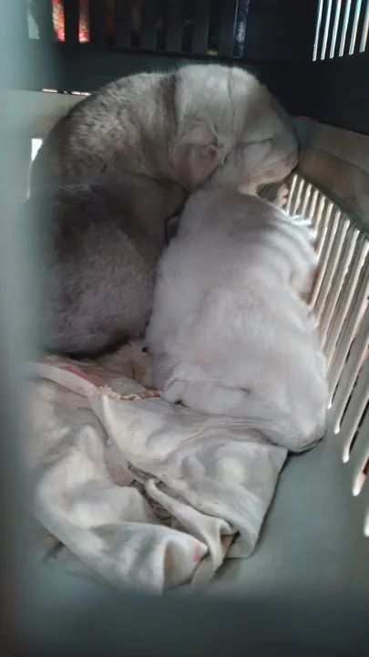 filhote de chinchila  - Foto 5