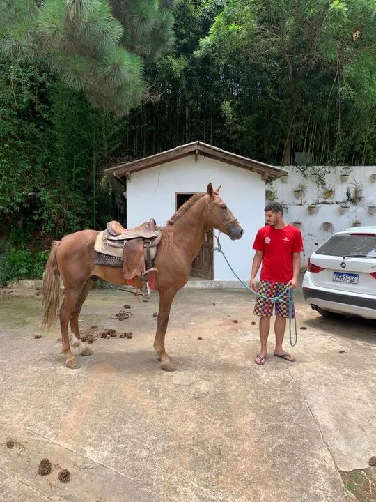 Cavalo para venda - Foto 2