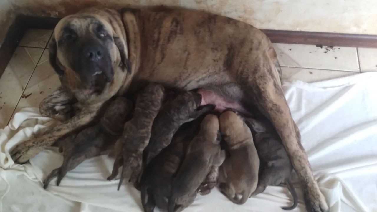 Fila Brasileiro Filhotes Lindos - Foto 4