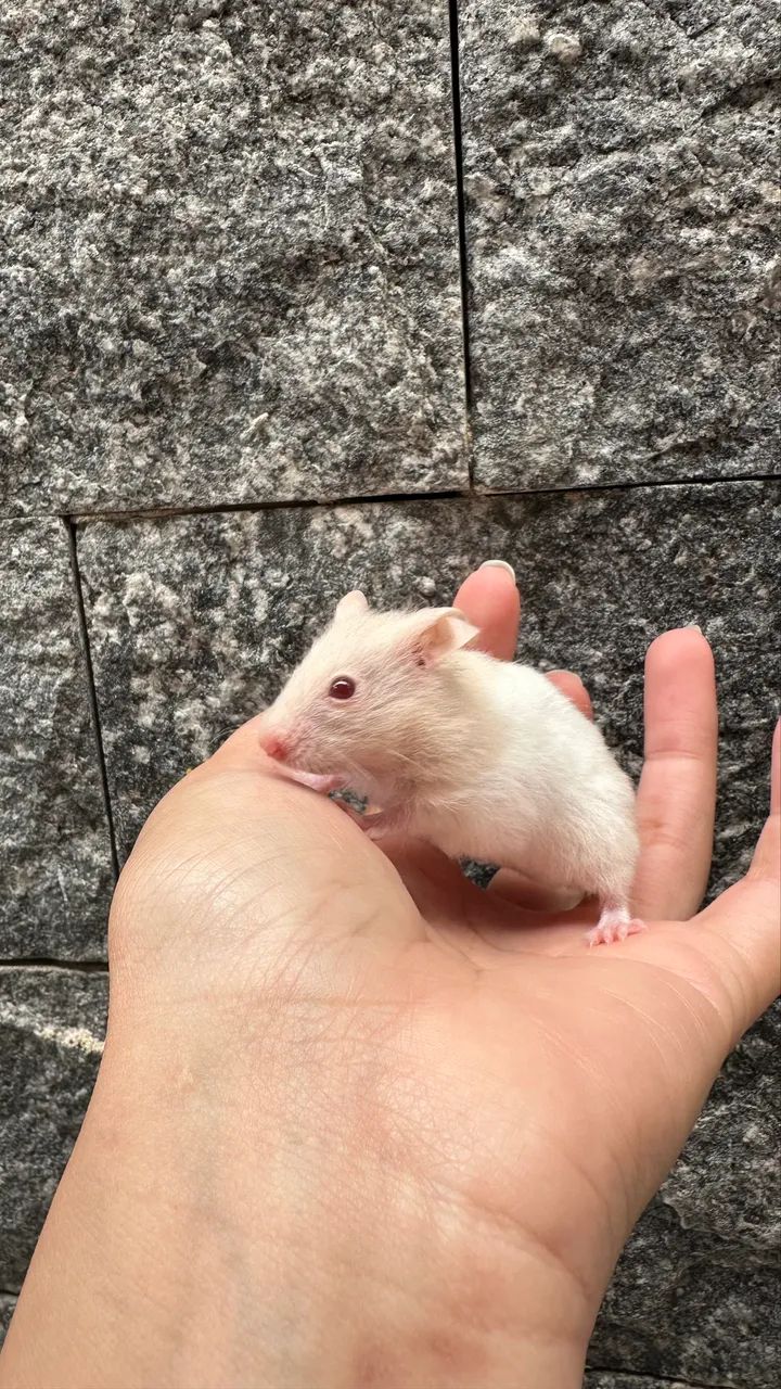 Filhotes de hamster sírio 