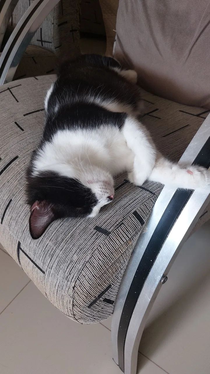 Gatinha castrada para adoção  - Foto 5