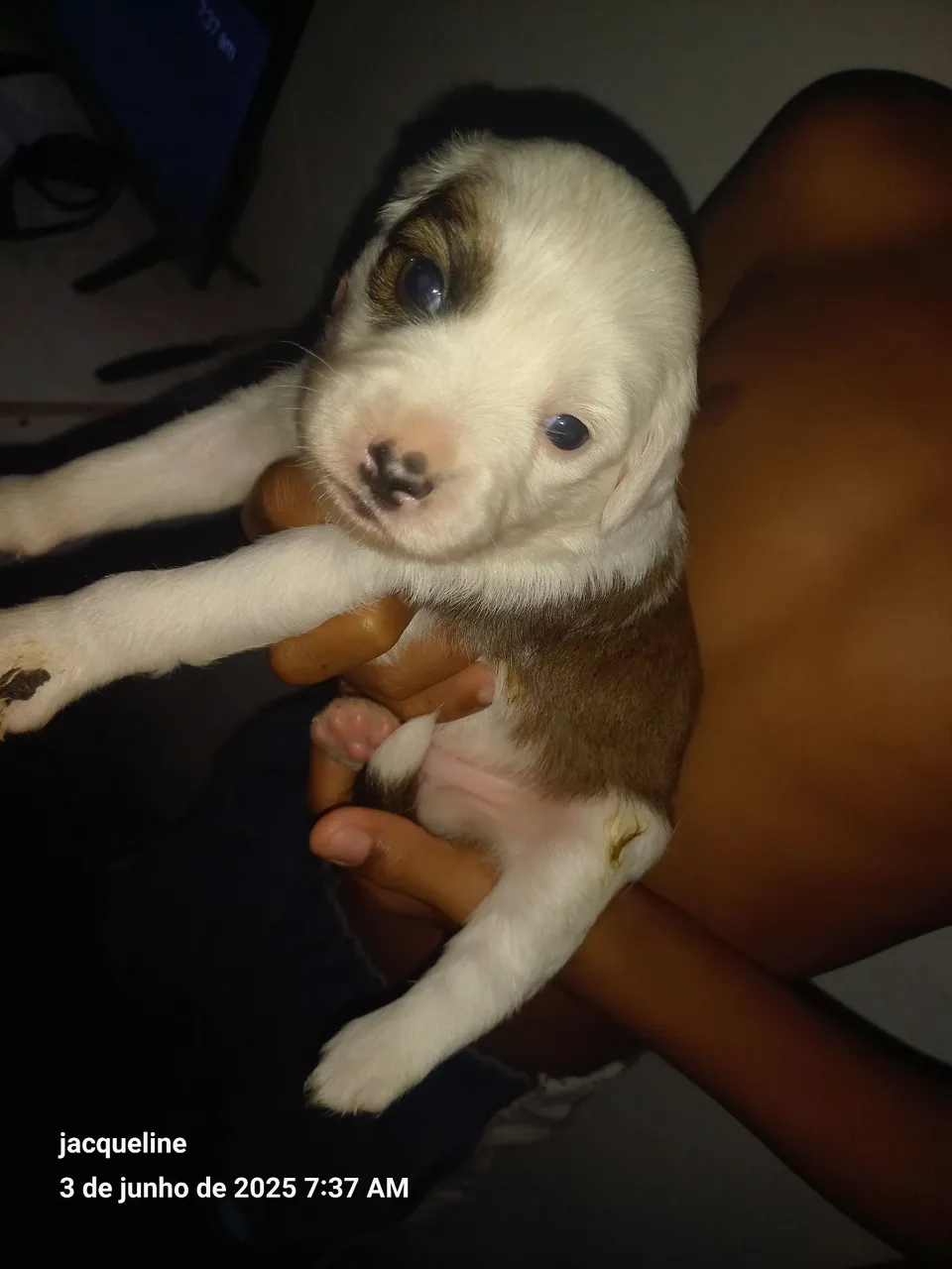 Cachorra femia pra doação