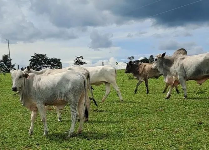 Vacas novilhas e boi - Foto 2