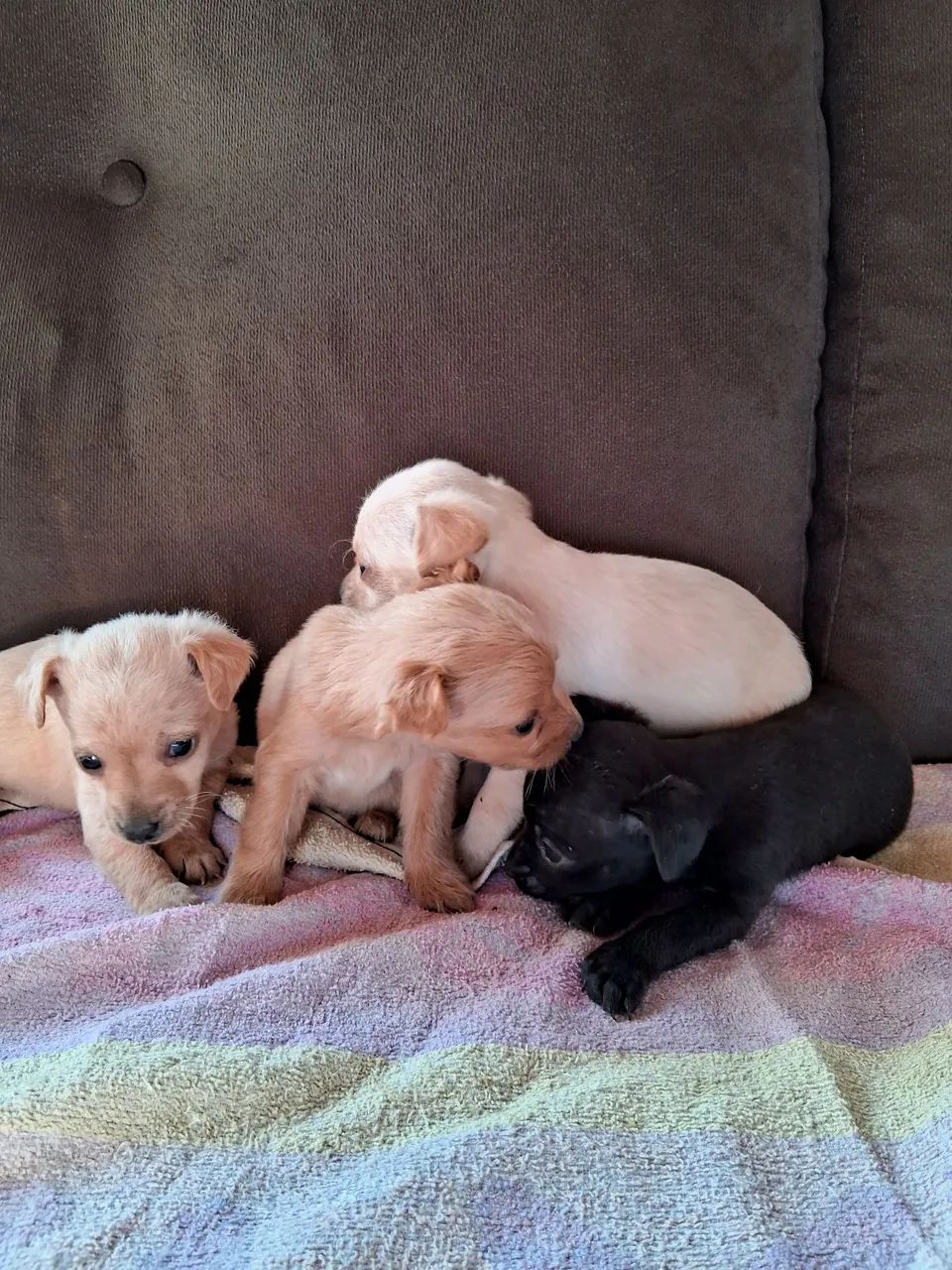 Lindos filhotinhos de pinscher o