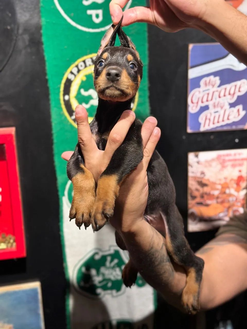 Dobermann filhote - Foto 4