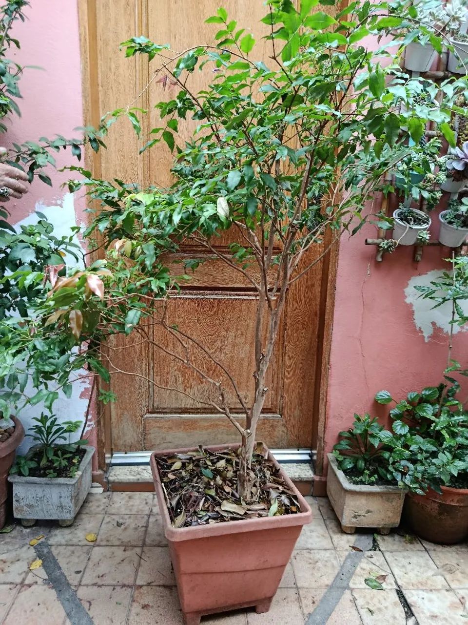 Muda de jabuticabeira 