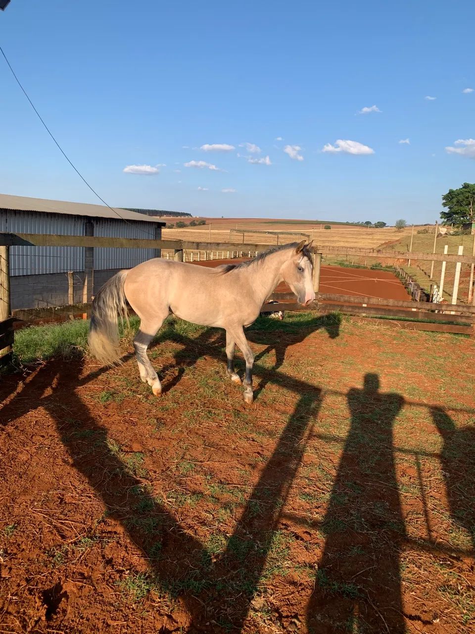 Égua Meio Sangue Paint Horse - Foto 2