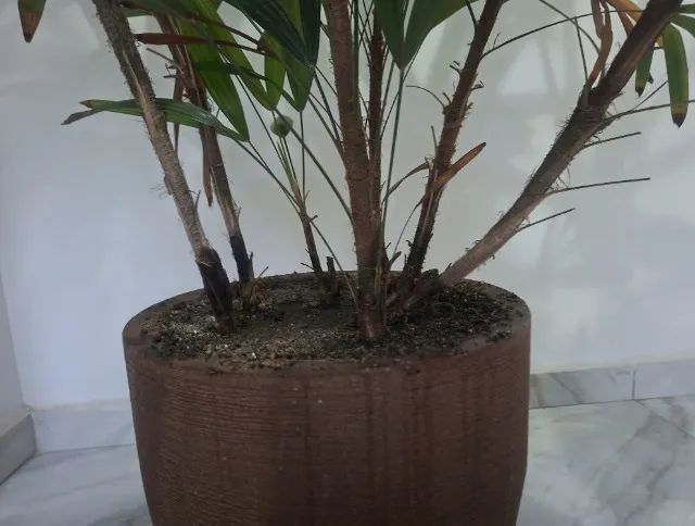 Vaso Grande Planta Ráfia, 8 mudas no Vaso, + que 1,60 de Altura - Foto 3