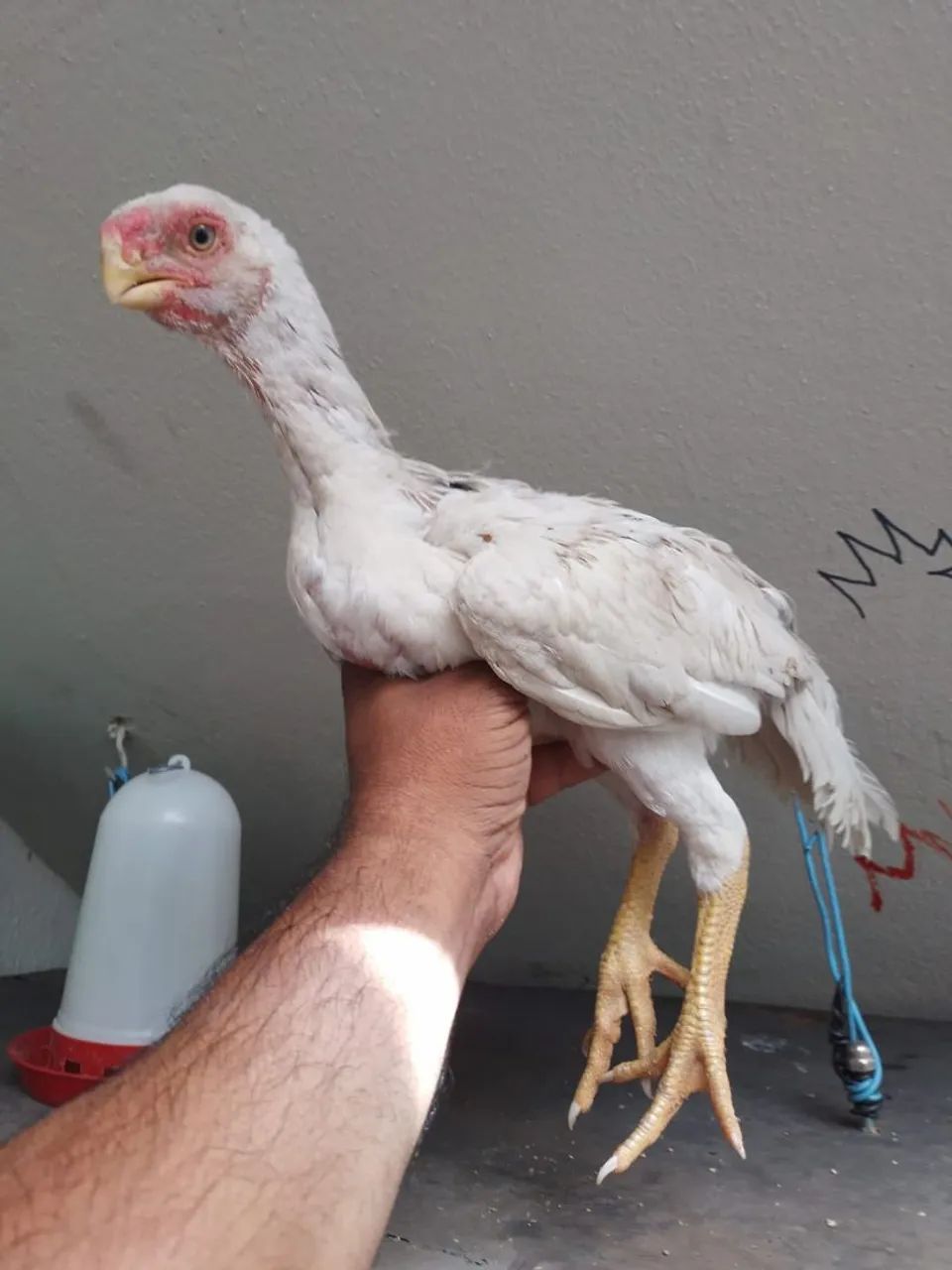 Casal bico curto - Foto 2