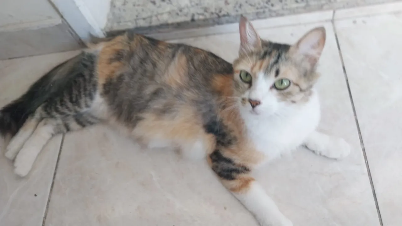 Gatinha tricolor para adoção.