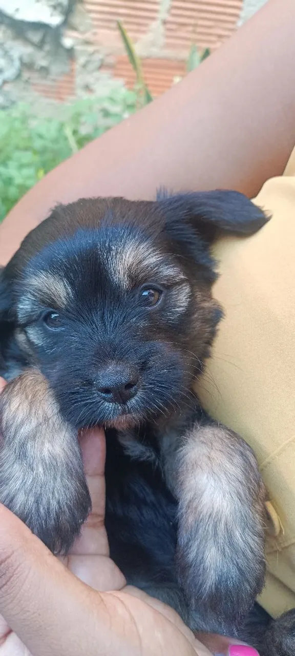 Filhote adorável de porte médio Yorkiepoo 