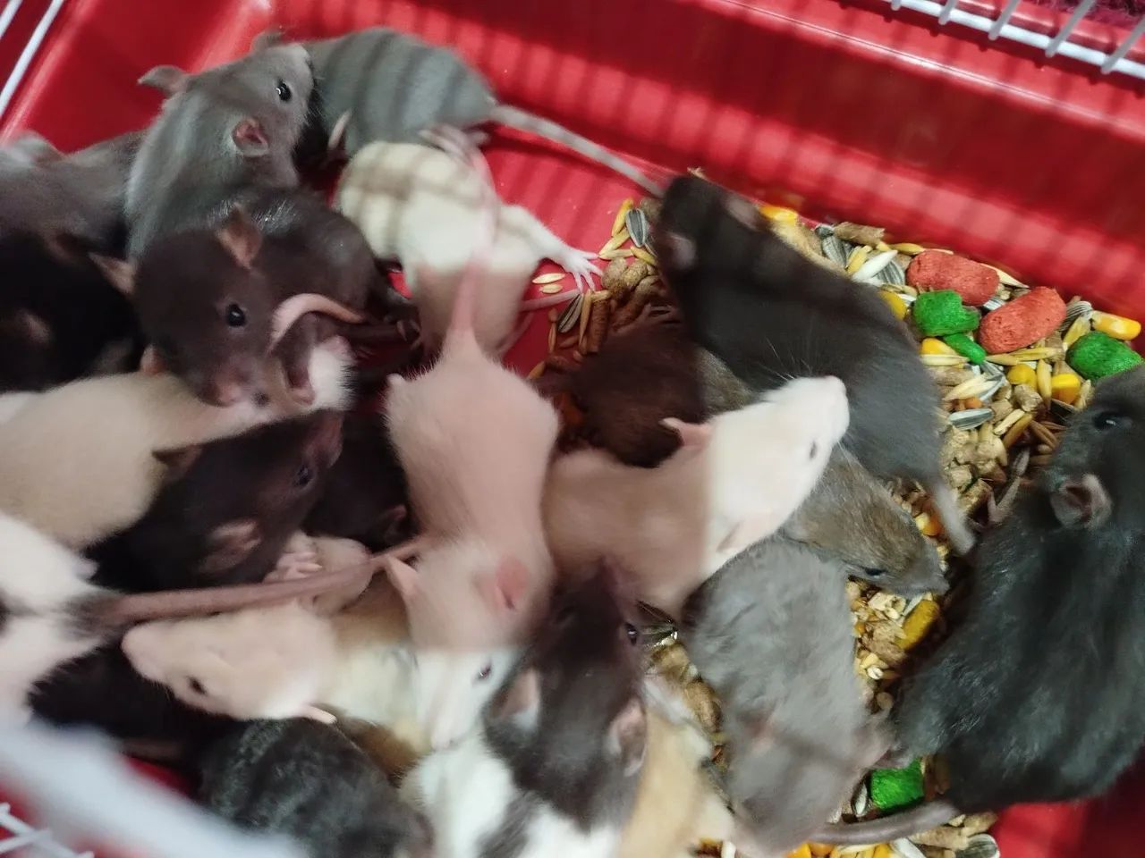 Hamster Twister  - Foto 3