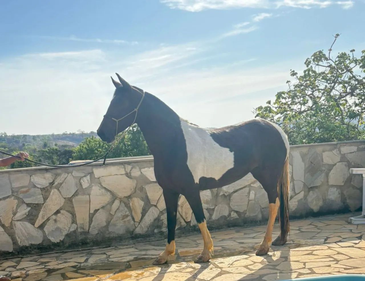 Égua Pampa Castanha e Branco  - Foto 4