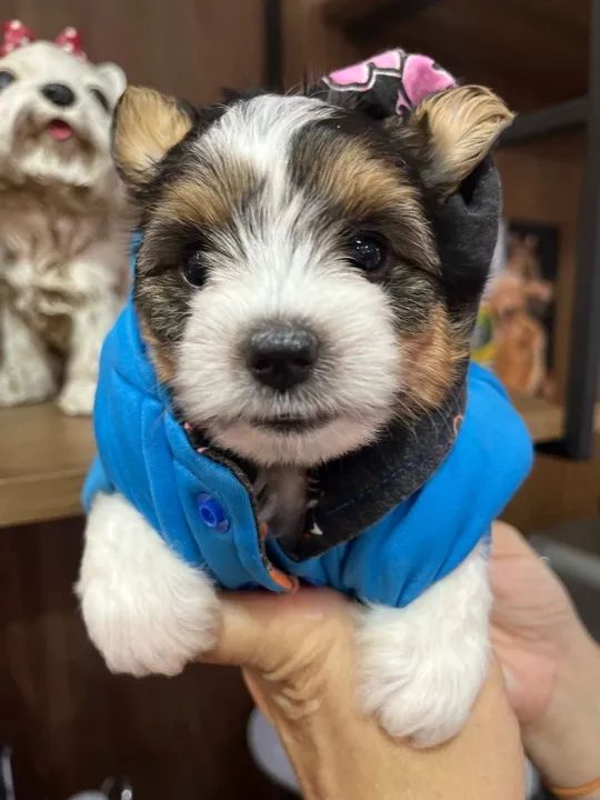 Yorkshire Colorido Micro Tricolor - Beleza e amor em um só filhote!