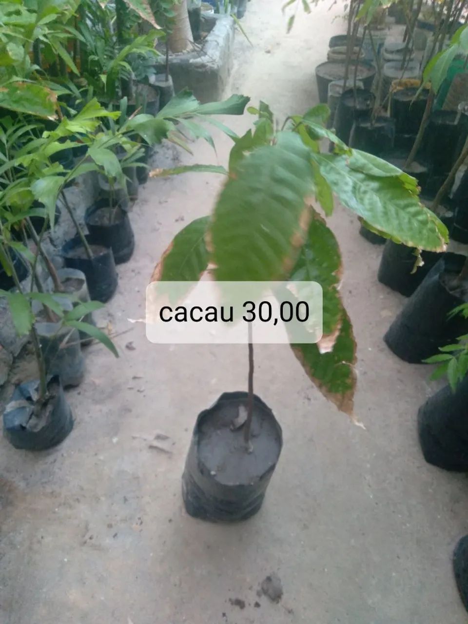 Mudas frutíferas 3