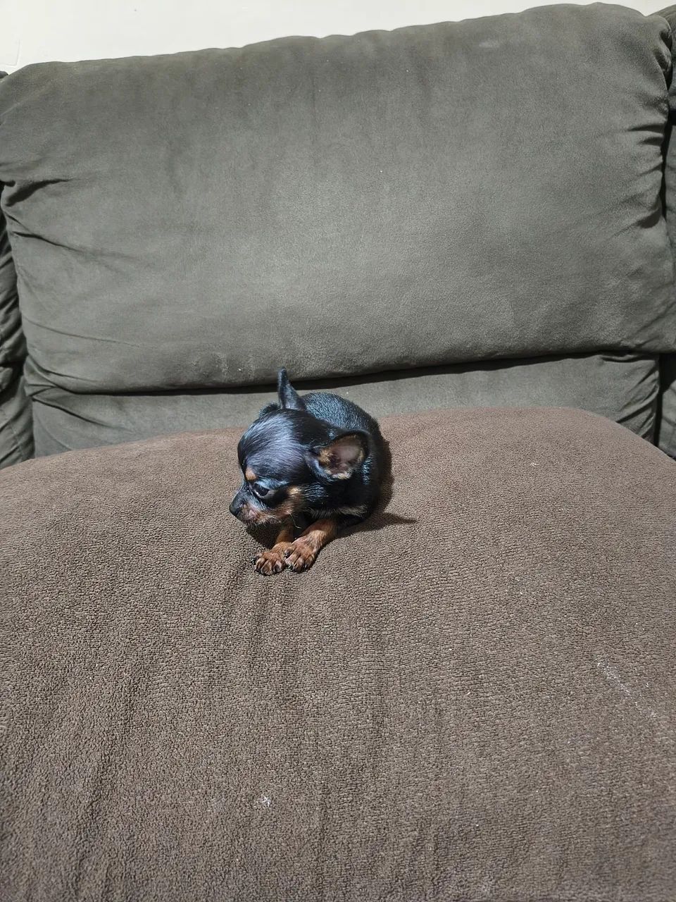 Pincher n0...macho.....de pai e mãe... - Foto 4