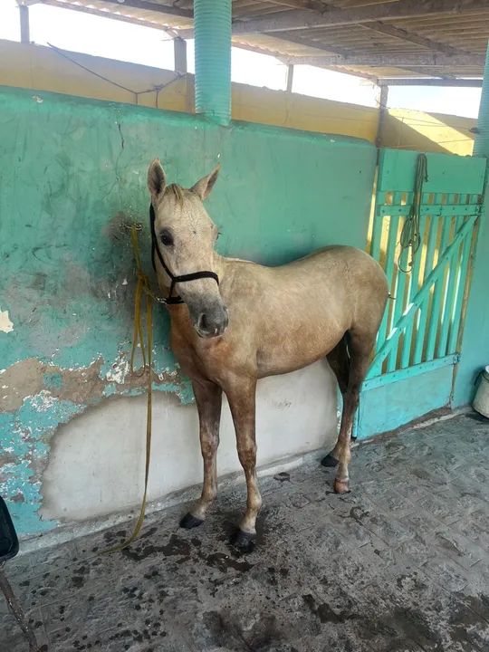 Potro meio sangue QM - Foto 3