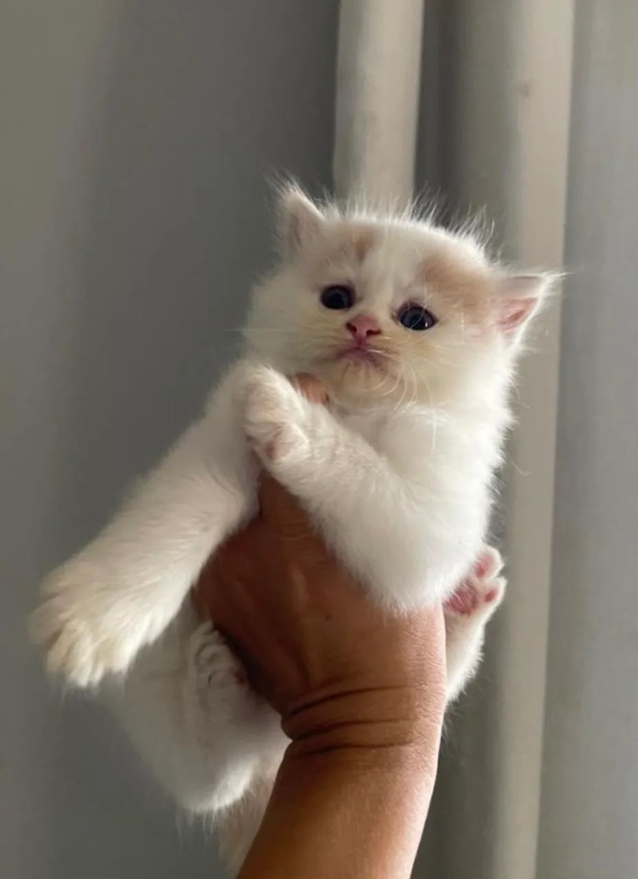 Gato Persa Alto Padrão .  Para uma companhia incrível e cheia de amor  - Foto 3