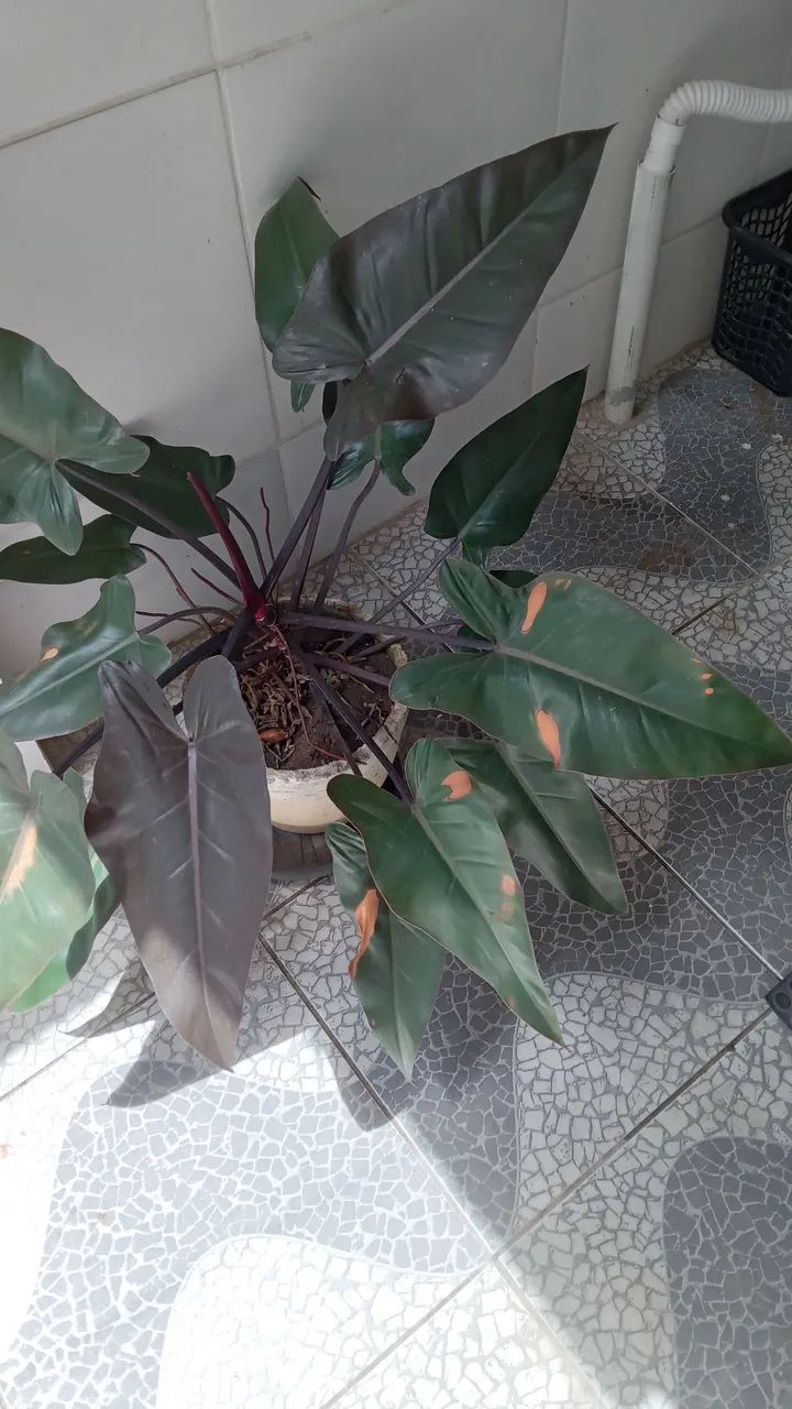 Linda planta com vaso 100,00reais  - Foto 4