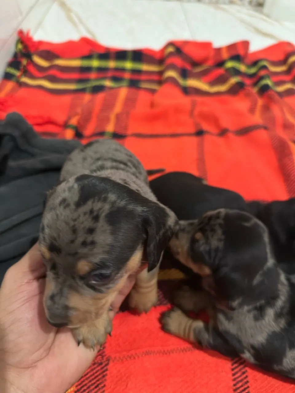 Filhotes de Dachshund Arlequim