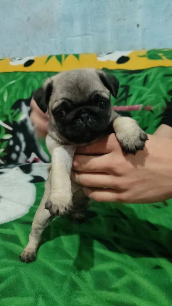 Filhote de Pug adorável - Foto 4
