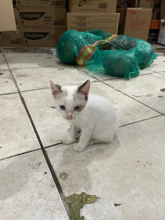 Gatinho