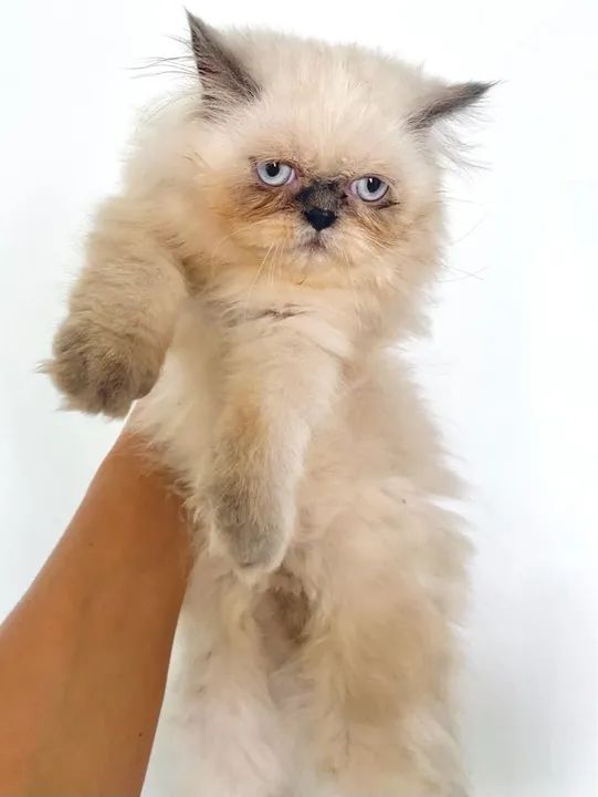 Gatinha Persa disponível